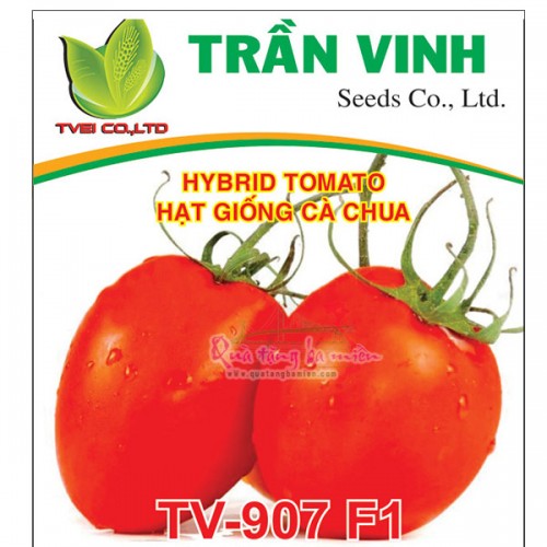 Hạt giống Cà chua Hàn Quốc (TV-907 F1) - 1Gr