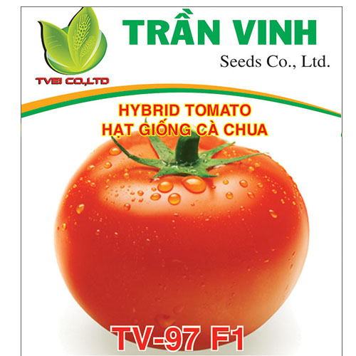 Hạt giống Cà chua Hàn Quốc (TV-97 F1) - 1Gr
